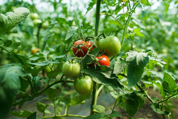 Red and green tomatoes on the greenhouse farm