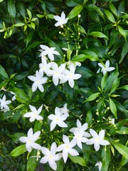 white flowers in garden