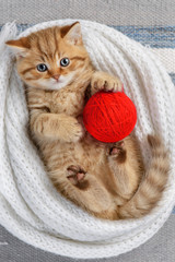 Cute kitten playing with balls of yarn © Alexandr Vasilyev