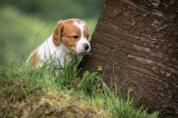 beautiful baby brittany spaniel portrait beside the tree trunk in green meadow outdoors