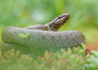 Smooth snake, coronella austiraca,