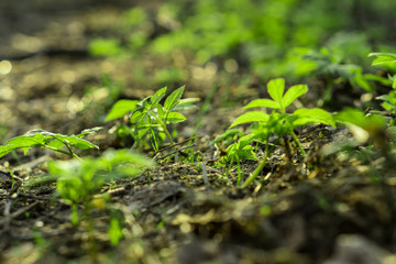 Summer nature in the forest