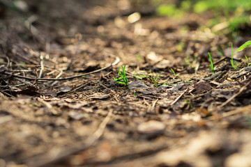 Summer nature in the forest
