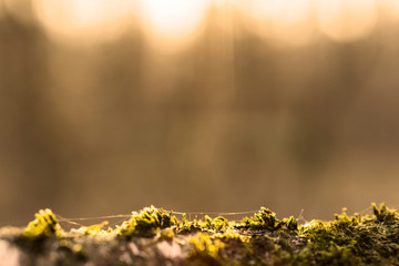 Summer nature in the forest