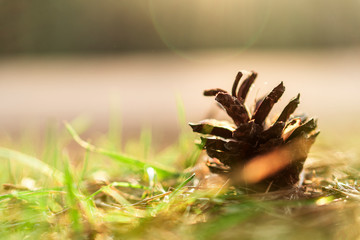 Summer nature in the forest