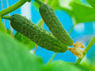 Fresh cucumber with flower and tendrils in vegetable bed