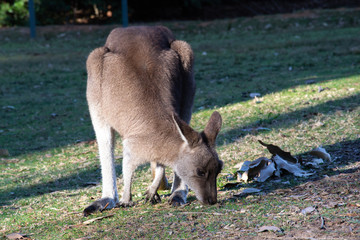 Fototapeta premium Beautiful kangaroo eating the grass