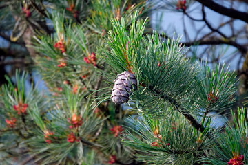 ripe cones of a swiss stone pine for a dilicious liquor