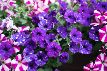 Obraz premium Many Petunia flowers filling frame