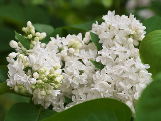 White lilac flowers with buds for a background, spring garden, syringe vulgaris