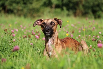 beautiful brindle whippet is lying in a clover field