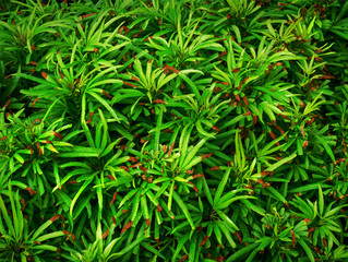 Full Frame Background of Green Bush with Dry Brown Leaf Ends