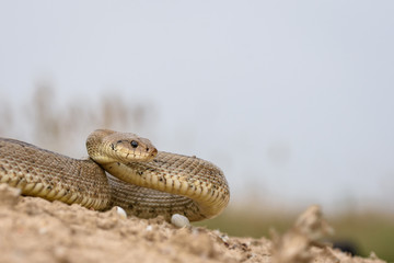 ladder snake, zamenis scalaris