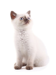 Siamese kitten is looking up isolated on white