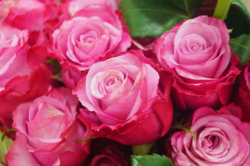 Rose flower plant landscape