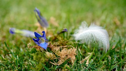 a blue gentian and a white feather lying on green grass