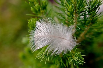 a small white feather on green needles of a coniferous tree