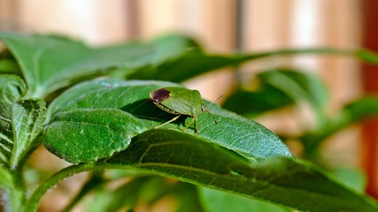 a green stink bug sitting on a green leaf