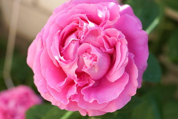 Pink roses in the flowers garden close up background