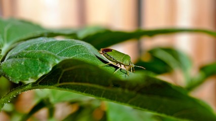 a green stink bug sitting on a green leaf © DoreenB. Photography