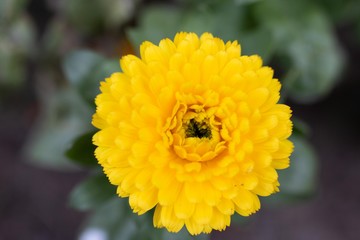 Yellow Flower