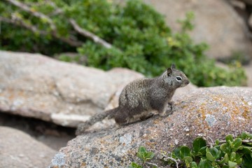 Beach Squirrel