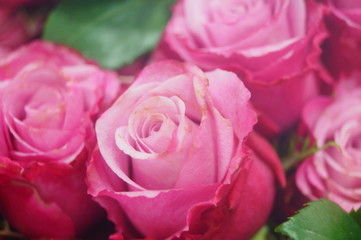 Rose flower plant landscape