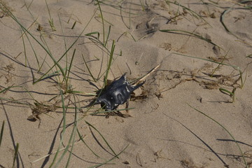 A mermaid's purse in the sand