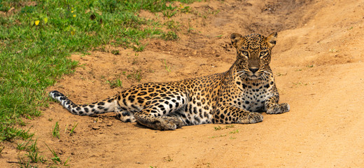 Leopard im Yala National Park Sri Lanka