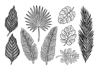 Tropical plants. Vector botanical illustration.