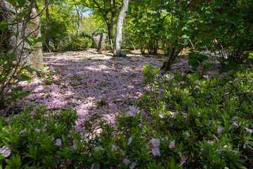Obraz premium Someiyoshino Somei-Yoshino Cherry Blossom at Daigoji Temple Daigo-ji in Kyoto, Japan