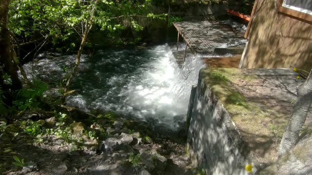 Sockeye (Red) Salmon jumping up the waterfall of the fish weir at Bear Creek near Seward Alaska; the fish weir is used to manage salmon population in the Cook Inlet region