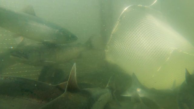 Underwater view;  Sockeye (Red) Salmon swimming away from net in fish weir at Bear Creek near Seward Alaska; the fish weir is used to manage salmon population in the Cook Inlet region