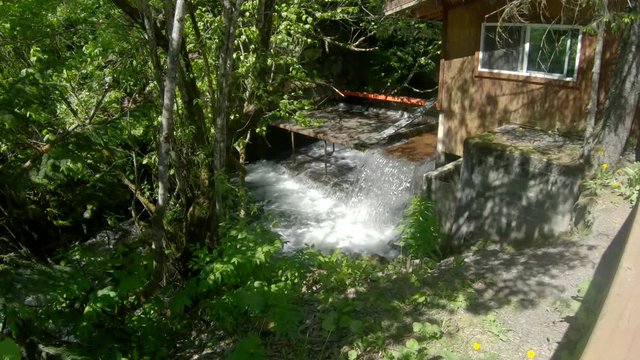 Sockeye (Red) Salmon jumping up the waterfall of the fish weir and counting station at Bear Creek near Seward Alaska; the fish weir is used to manage salmon population in the Cook Inlet region