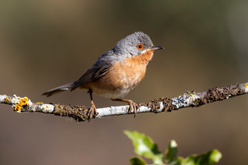 Subalpine warbler male. Sylvia cantillans, perched on the branch of a tree on a uniform background