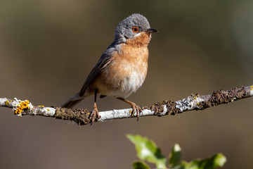 Subalpine warbler male. Sylvia cantillans, perched on the branch of a tree on a uniform background