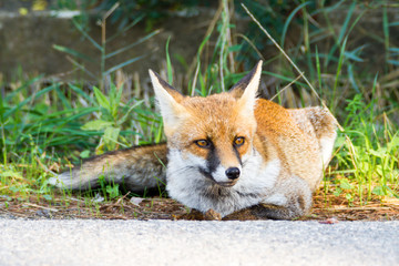 Obraz premium Alberese (Gr), Italy, fox close up in the maremma country, Italy