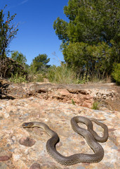 montpelier snake, malpolon monspessulanus in habitat.