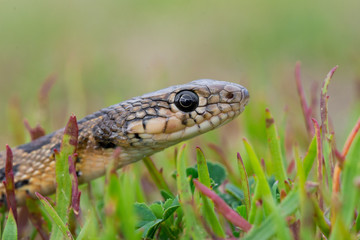 Horseshoe whip snake, hemorrhois hippocrepis