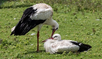Couple de cigogne