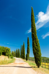 country road flanked with cypresses in Tuscany, Italy
