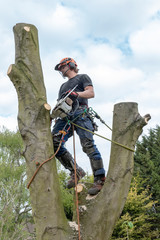 Arborist or Tree Surgeon checking a tree stem before cutting it.
