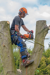 Arborist or Tree Surgeon using a chainsaw working up a tree.