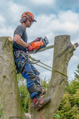 Tree Surgeon or Arborist using a safety rope and chainsaw up a tree.