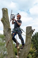Tree Surgeon or Arborist using a chainsaw and safety ropes up a tree