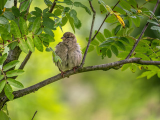 Sparrow sitting on tree branch