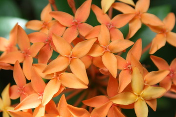 Orange flowers of Bali