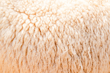 Natural fiber thermal fur wool texture background from sheep with white bright color tone. Backdrop for design art work or text message.