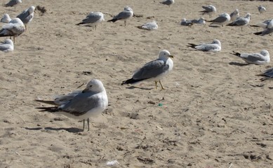 seagulls on the beach
