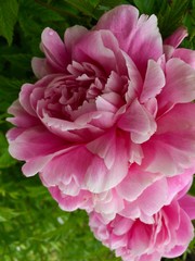 pink roses in the garden